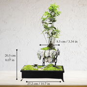 Axelle Bonsai Pot