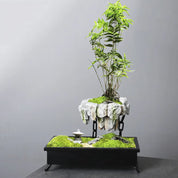 Axelle Bonsai Pot