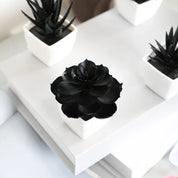 Matisse Succulent Plant