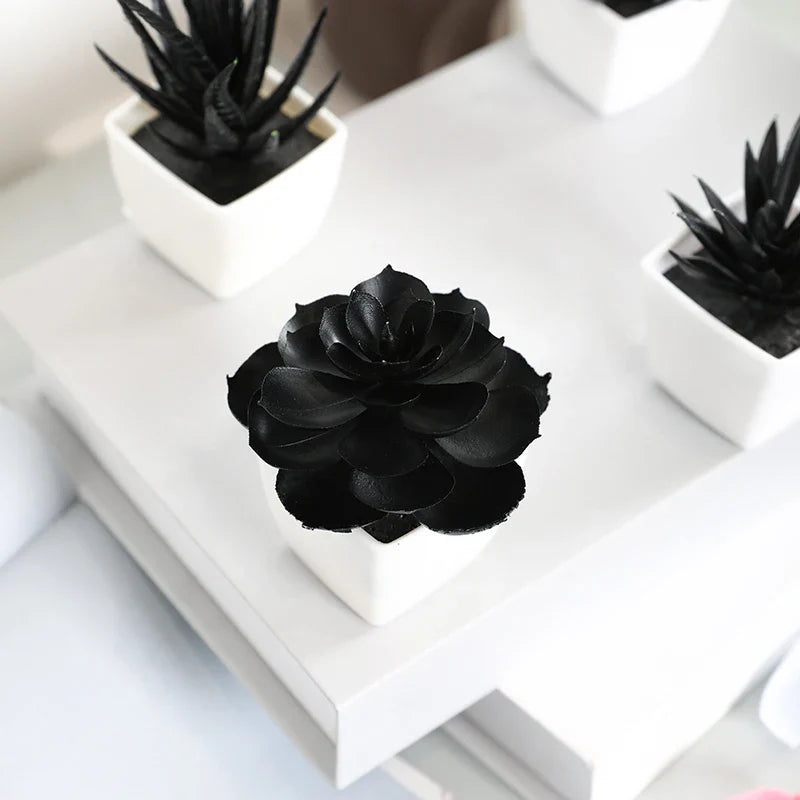 Matisse Succulent Plant