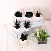 Matisse Succulent Plant