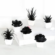 Matisse Succulent Plant