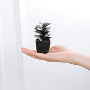Matisse Succulent Plant