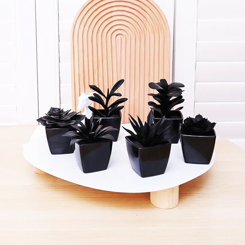 Matisse Succulent Plant
